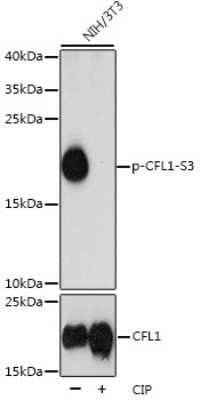 Western Blot: Cofilin [p Ser3] AntibodyAzide and BSA Free [NBP3-05394]